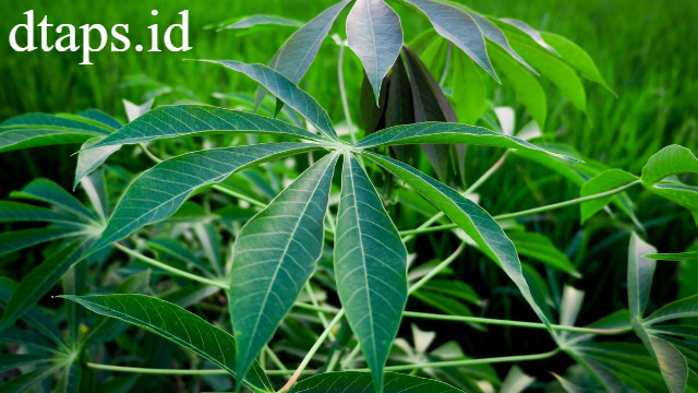 8 Manfaat Daun Singkong untuk Kesehatan Tubuh