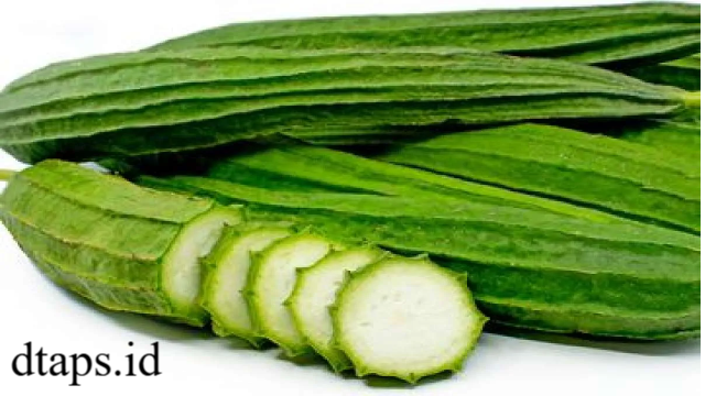 8 Manfaat Gambas untuk Kesehatan Tubuh